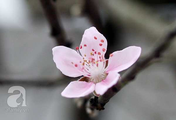 Đào tết